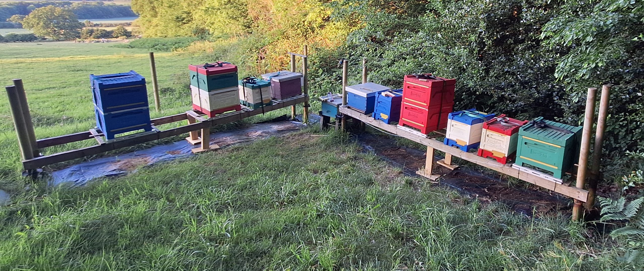 Apiary May25-crop Apiary May25-crop